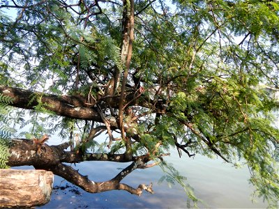 Vachellia farnesiana Aroma in Philippines, Acacia farnesiana known as Acacia farnesiana, and previously Mimosa farnesiana, commonly known as needle bush, along Balanga River banks in Barangay Tortugas
