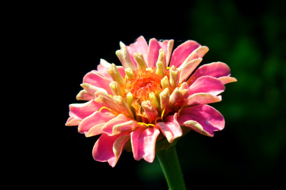 Summer closeup garden photo