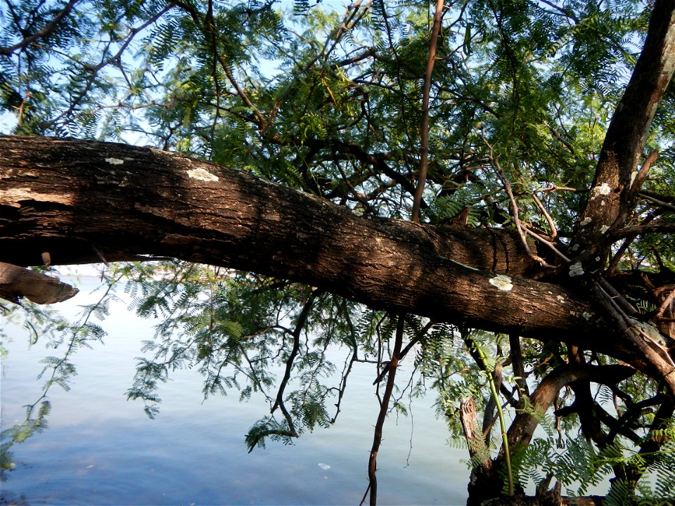 Vachellia farnesiana Aroma in Philippines, Acacia farnesiana known as Acacia farnesiana, and previously Mimosa farnesiana, commonly known as needle bush, along Balanga River banks in Barangay Tortugas