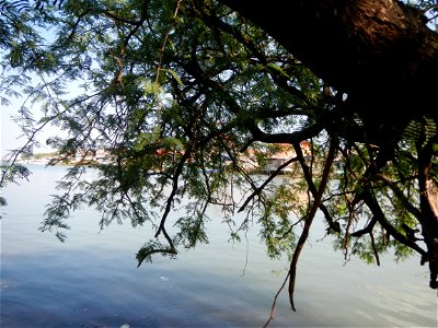 Vachellia farnesiana Aroma in Philippines, Acacia farnesiana known as Acacia farnesiana, and previously Mimosa farnesiana, commonly known as needle bush, along Balanga River banks in Barangay Tortugas