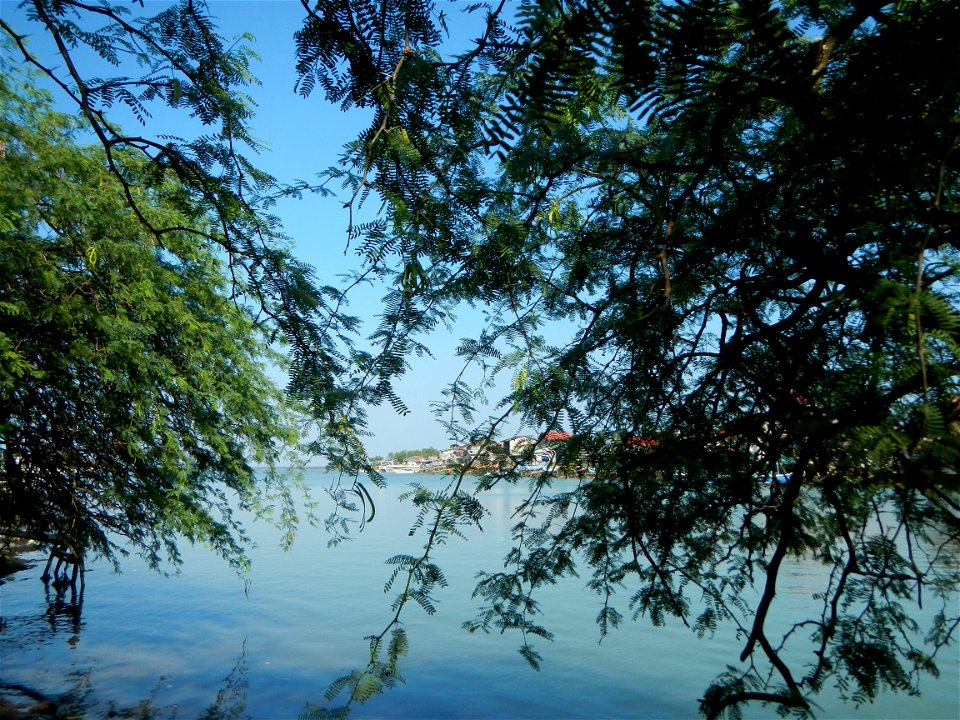 Vachellia farnesiana Aroma in Philippines, Acacia farnesiana known as Acacia farnesiana, and previously Mimosa farnesiana, commonly known as needle bush, along Balanga River banks; United Methodist Ch