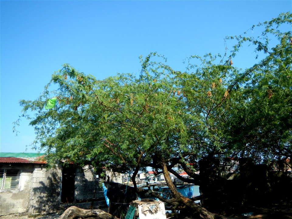 Vachellia farnesiana Aroma in Philippines, Acacia farnesiana known as Acacia farnesiana, and previously Mimosa farnesiana, commonly known as needle bush, along Balanga River banks; United Methodist Ch
