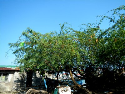 Vachellia farnesiana Aroma in Philippines, Acacia farnesiana known as Acacia farnesiana, and previously Mimosa farnesiana, commonly known as needle bush, along Balanga River banks; United Methodist Ch