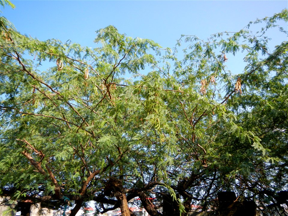 Vachellia farnesiana Aroma in Philippines, Acacia farnesiana known as Acacia farnesiana, and previously Mimosa farnesiana, commonly known as needle bush, along Balanga River banks; United Methodist Ch