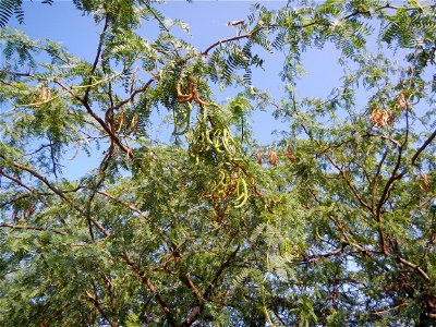 Vachellia farnesiana Aroma in Philippines, Acacia farnesiana known as Acacia farnesiana, and previously Mimosa farnesiana, commonly known as needle bush, along Balanga River banks; United Methodist Ch photo