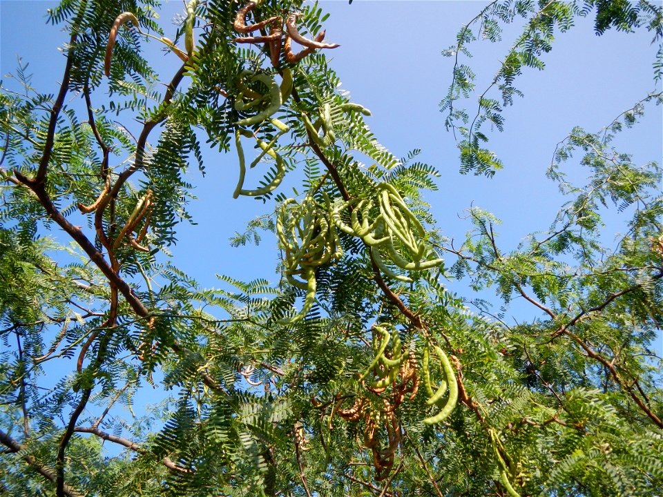Vachellia farnesiana Aroma in Philippines, Acacia farnesiana known as Acacia farnesiana, and previously Mimosa farnesiana, commonly known as needle bush, along Balanga River banks; United Methodist Ch