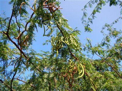 Vachellia farnesiana Aroma in Philippines, Acacia farnesiana known as Acacia farnesiana, and previously Mimosa farnesiana, commonly known as needle bush, along Balanga River banks; United Methodist Ch
