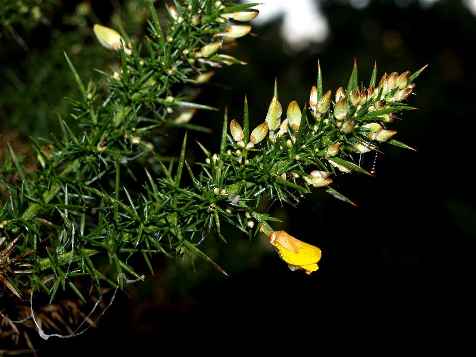 A gorse flower on Salta Moss, Cumbria.