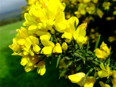 Close up of flowers on a gorse bush in Wales. photo