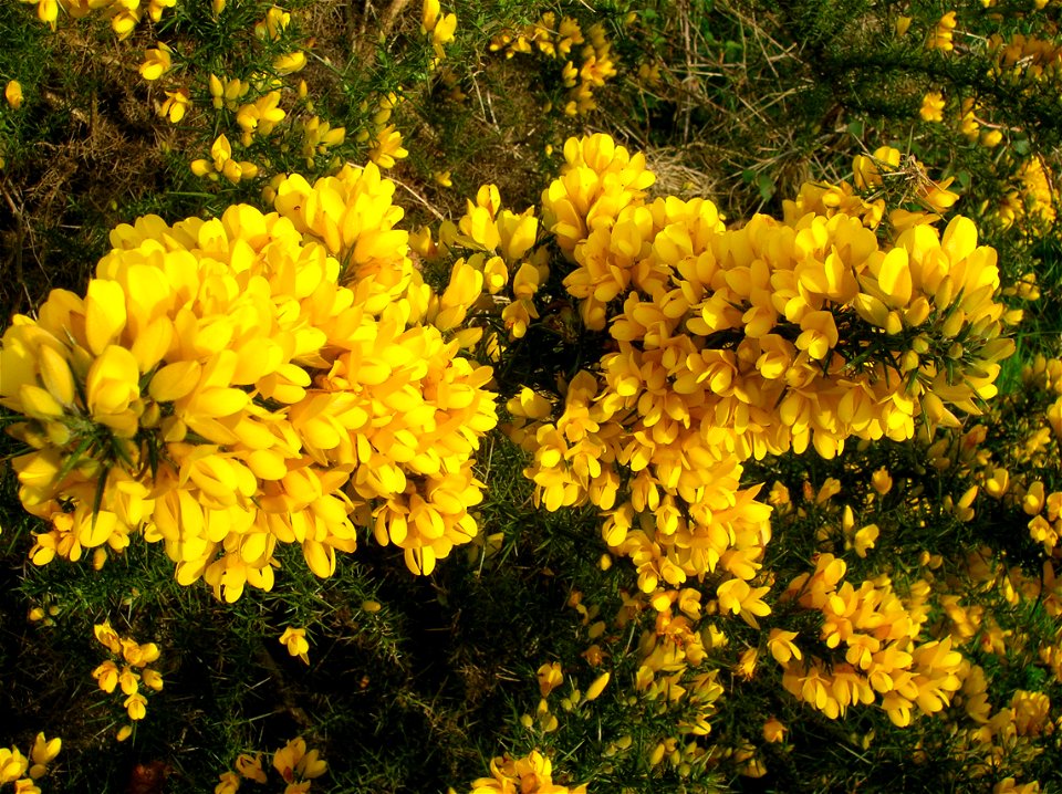 Whin / Gorse in full flower. Ayrshire. Scotland.