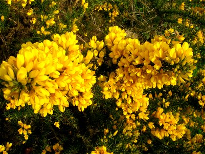 Whin / Gorse in full flower. Ayrshire. Scotland. photo