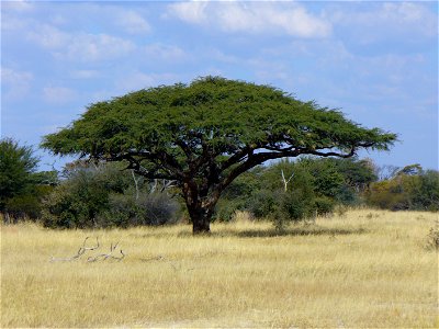 A Camel thorn tree with Sparrow-Weaver nests near the Botswanan border at Tshelanyemba village in south-western Zimbabwe. photo