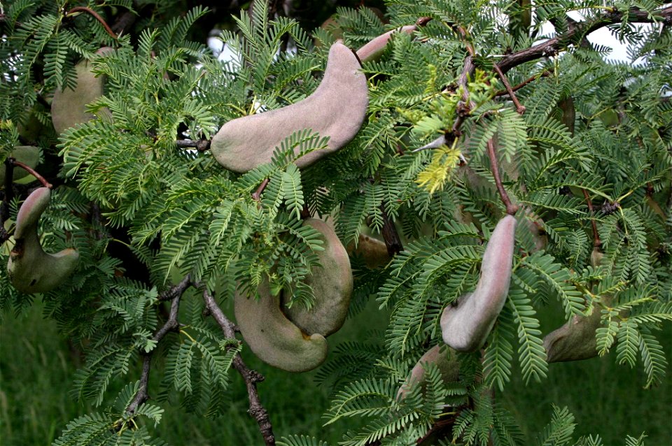 Acacia erioloba fruits and foliage nr Potgietersrust, Transvaal, South Africa