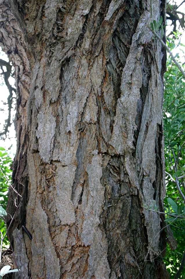 Acacia erioloba bark, near Potgietersrust, Transvaal, South Africa