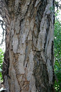 Acacia erioloba bark, near Potgietersrust, Transvaal, South Africa