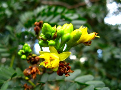 pau ferro flower detail