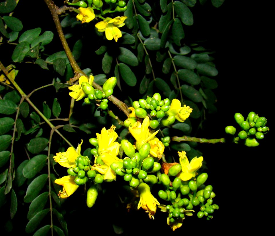 ironwood flowers in sao paulo