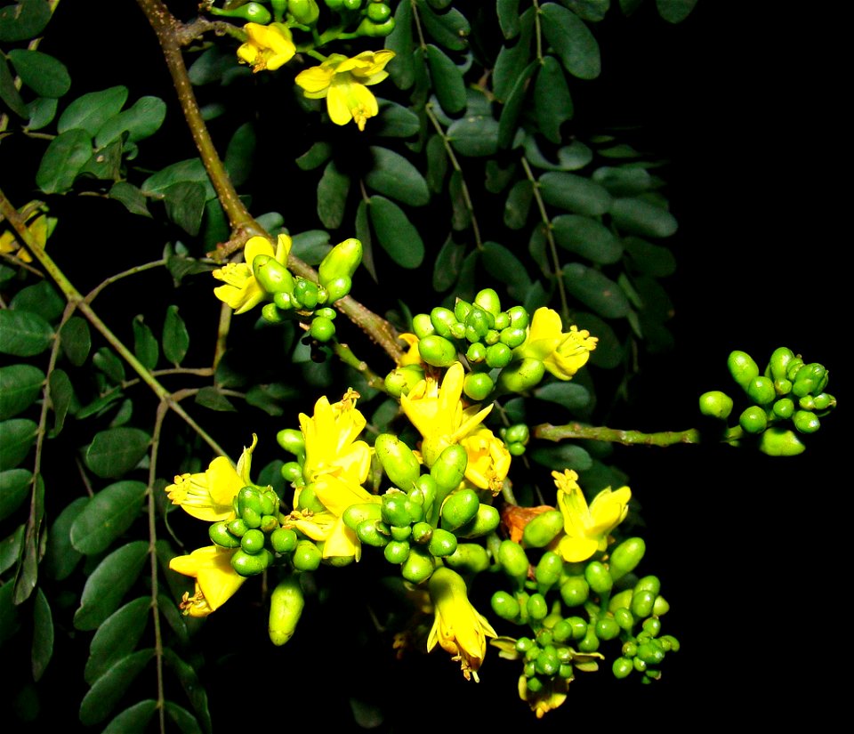 ironwood flowers in sao paulo photo