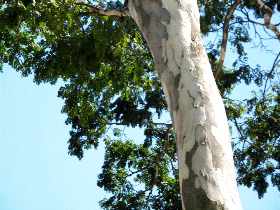 Caesalpinia ferrea var. leiostachya - stem