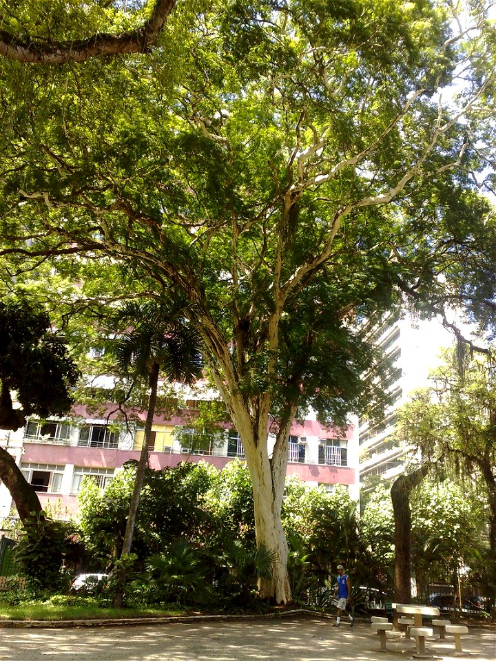 Libidibia ferrea at Parque Prefeito Ferraz, Icaraí, Niterói, Rio de Janeiro, Brazil.