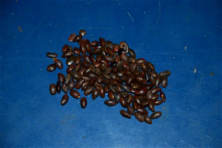 ironwood seeds photo