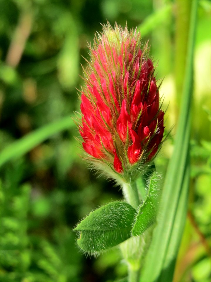 Inkarnat-Klee (Trifolium incarnatum) bei Hockenheim