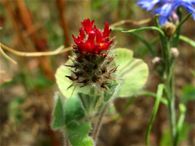 Inkarnat-Klee (Trifolium incarnatum) in Oftersheim