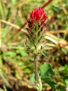Inkarnat-Klee (Trifolium incarnatum) in der "Au" bei Hockenheim - wohl als Bienenweide ausgesät