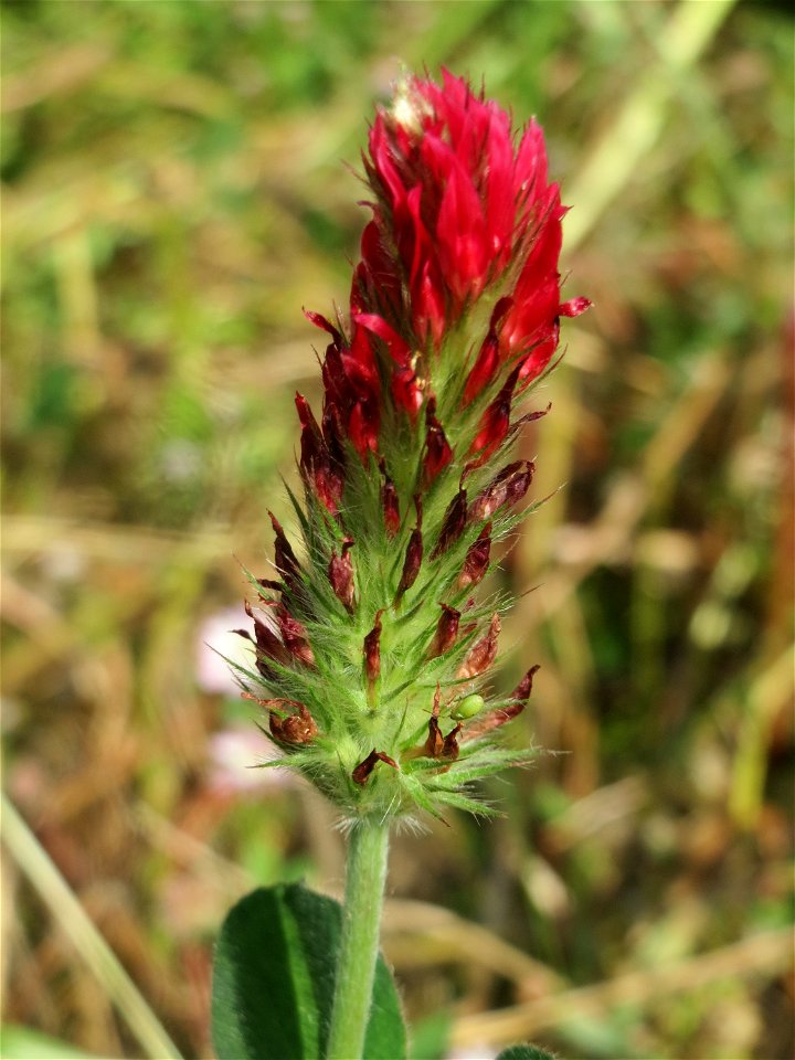 Inkarnat-Klee (Trifolium incarnatum) in der "Au" bei Hockenheim - wohl als Bienenweide ausgesät