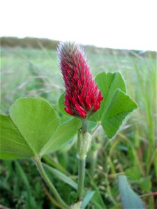 Inkarnat-Klee (Trifolium incarnatum) im Landschaftsschutsgebiet „Saalbachniederung“ bei Hambrücken - ursprümglich aus dem Mittelmeerraum ist er durch den Anbau als Futtermittel häufig ausgewildert