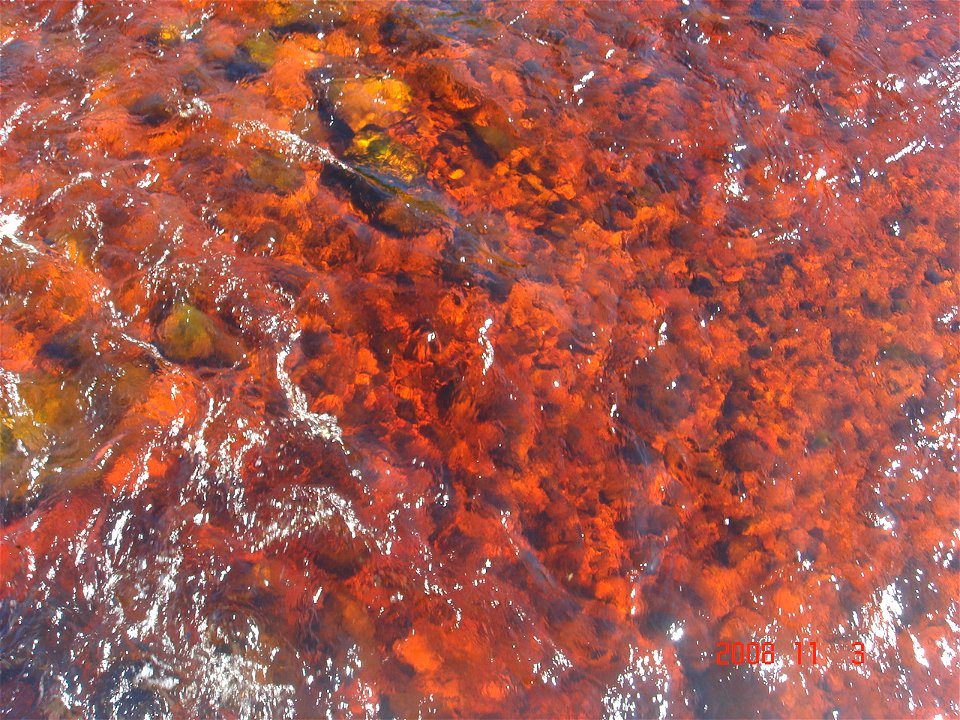red water,Mexico,caused by Haematoxylum campechianum