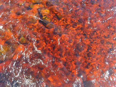 red water,Mexico,caused by Haematoxylum campechianum