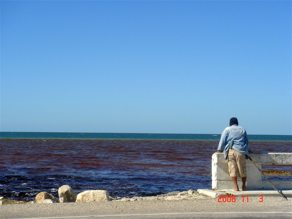 tricolor sea,Campeche,Mexico,caused by Haematoxylum campechianum