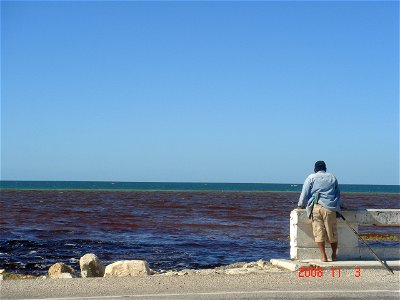 tricolor sea,Campeche,Mexico,caused by Haematoxylum campechianum