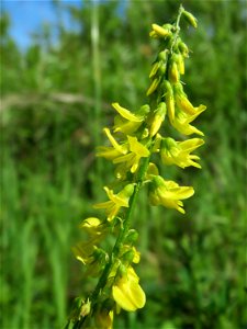 Gelber Steinklee (Melilotus officinalis) in den Horststückern im Landschaftsschutzgebiet Hockenheimer Rheinbogen
