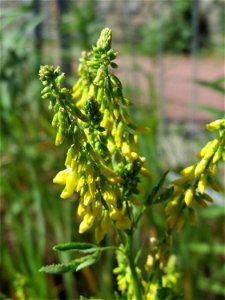 Gelber Steinklee (Melilotus officinalis) in Hockenheim