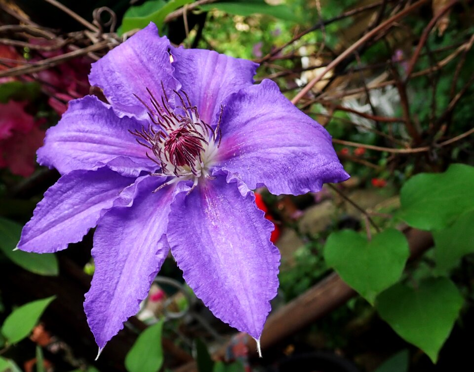 Climber plant garden