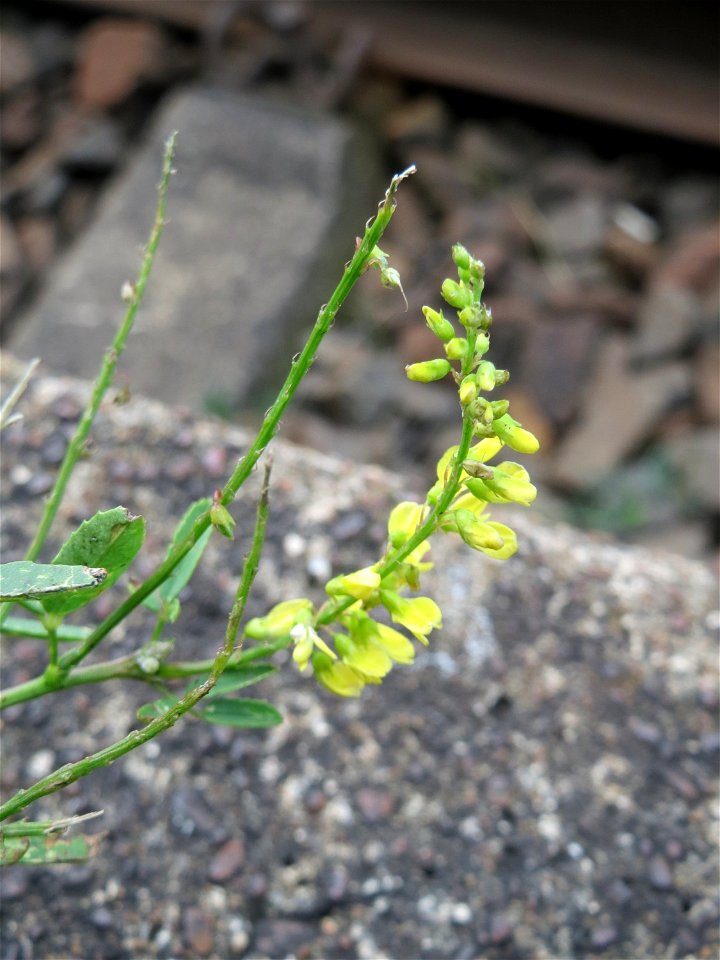Gelber Steinklee (Melilotus officinalis) am Bahnhof Wiesental