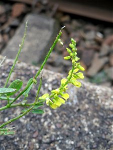 Gelber Steinklee (Melilotus officinalis) am Bahnhof Wiesental