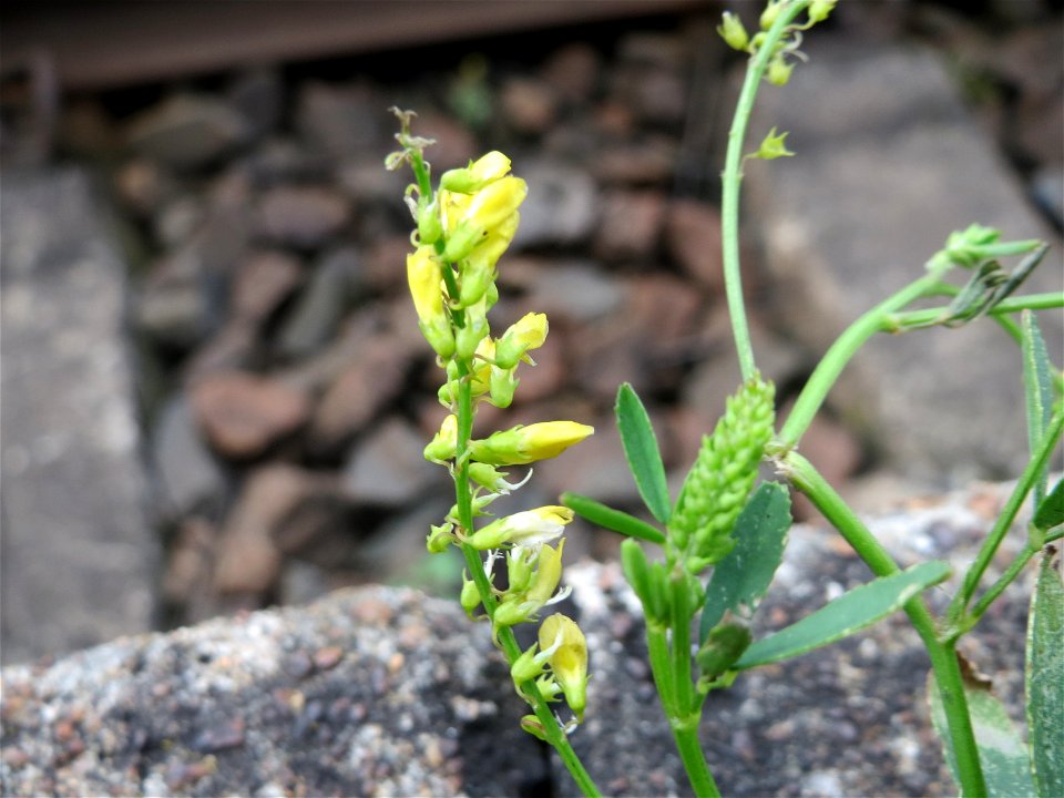 Gelber Steinklee (Melilotus officinalis) am Bahnhof Wiesental