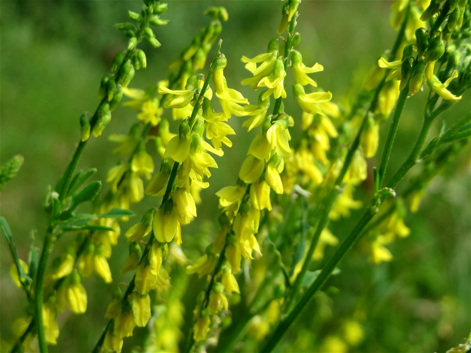 Gelber Steinklee (Melilotus officinalis) bei Reilingen