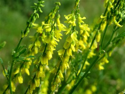 Gelber Steinklee (Melilotus officinalis) bei Reilingen