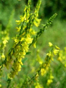 Gelber Steinklee (Melilotus officinalis) bei Reilingen