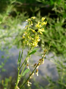 Gelber Steinklee (Melilotus officinalis) in Hockenheim