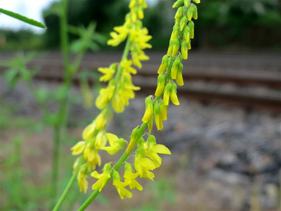 Gelber Steinklee (Melilotus officinalis) bei Oftersheim