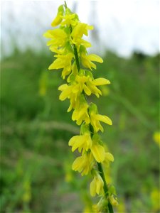 Gelber Steinklee (Melilotus officinalis) bei Oftersheim