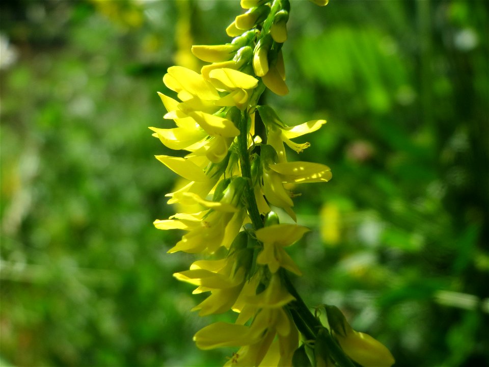 Gelber Steinklee (Melilotus officinalis) an der Saar in Saarbrücken