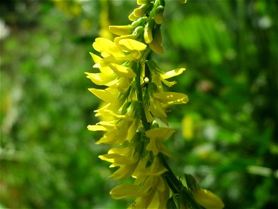 Gelber Steinklee (Melilotus officinalis) an der Saar in Saarbrücken