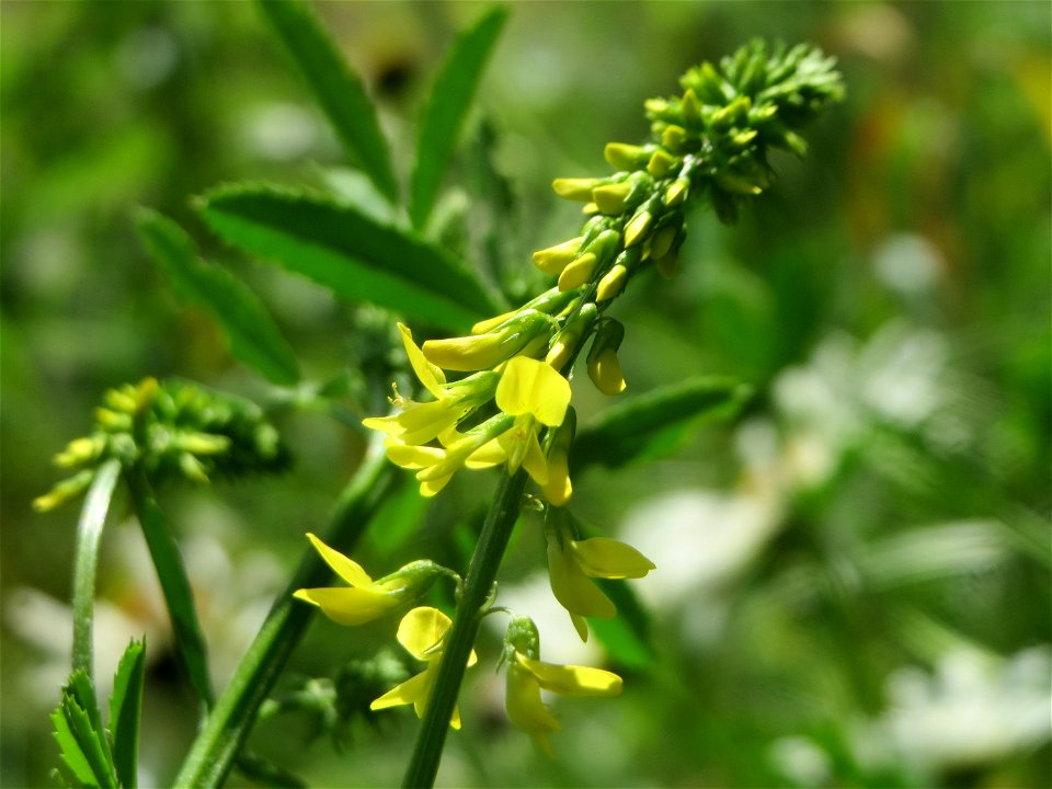 Gelber Steinklee (Melilotus officinalis) an der Saar in Saarbrücken