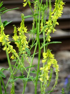 Gelber Steinklee (Melilotus officinalis) in Bruchmühlbach-Miesau